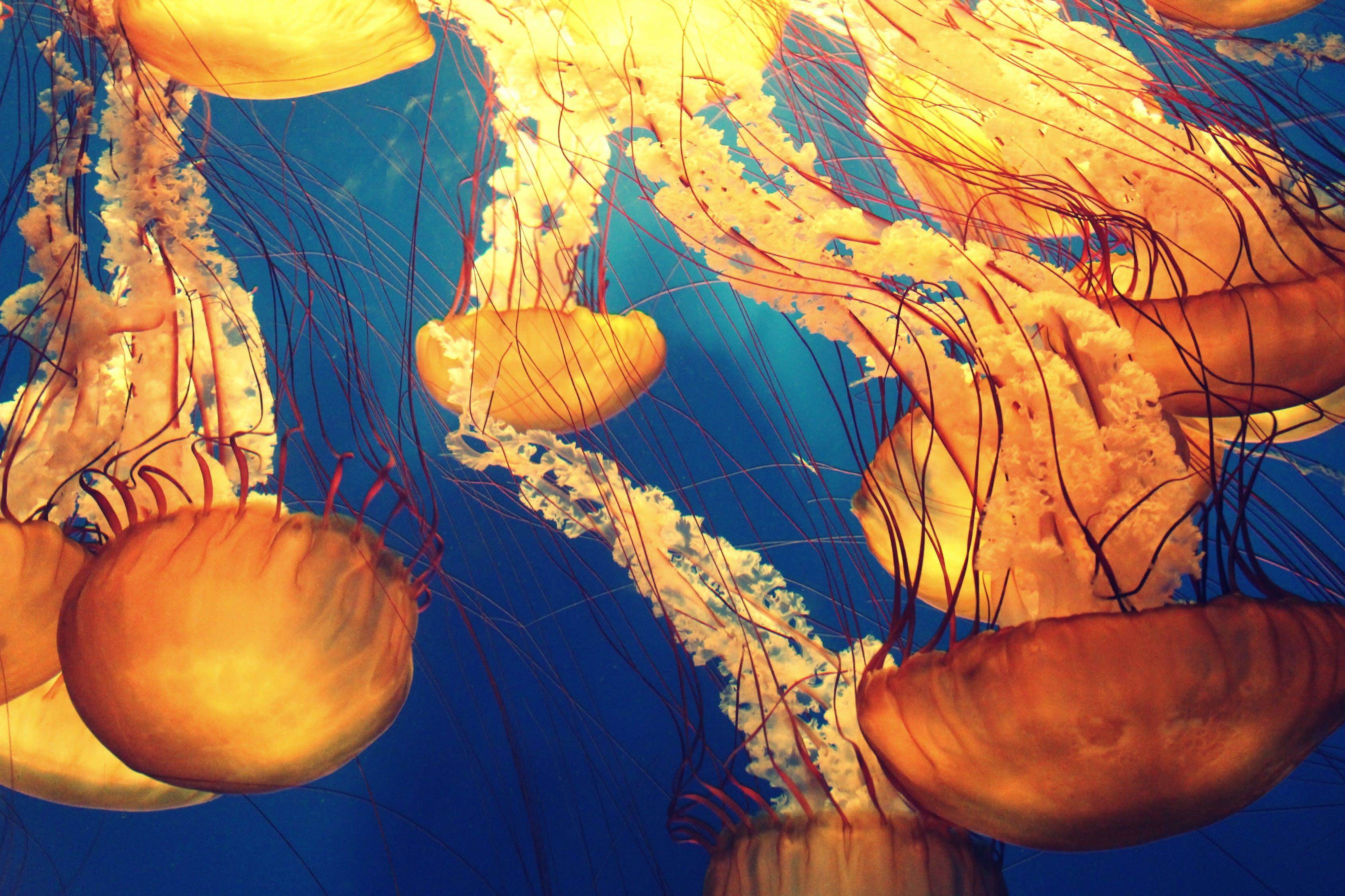 Come Laurearsi Online in Biologia Marina
