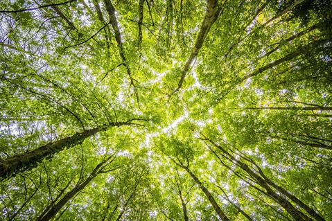 Come Laurearsi Online in Scienze Forestali e Ambientali