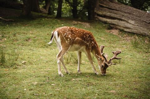 Come Laurearsi Online in Zoologia